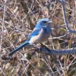 Florida Scrub Jay