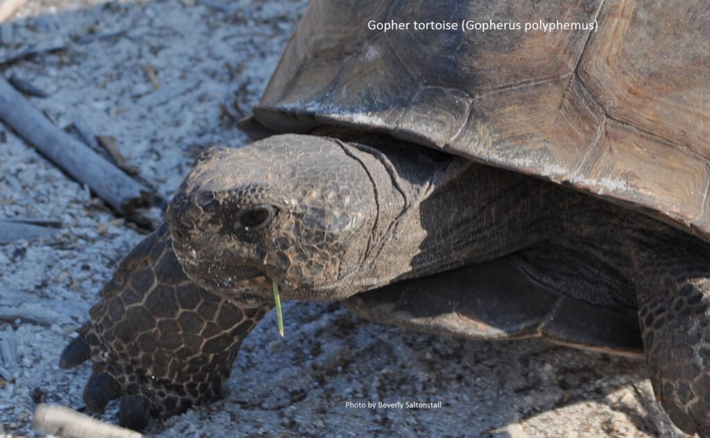 Gopher Tortoise